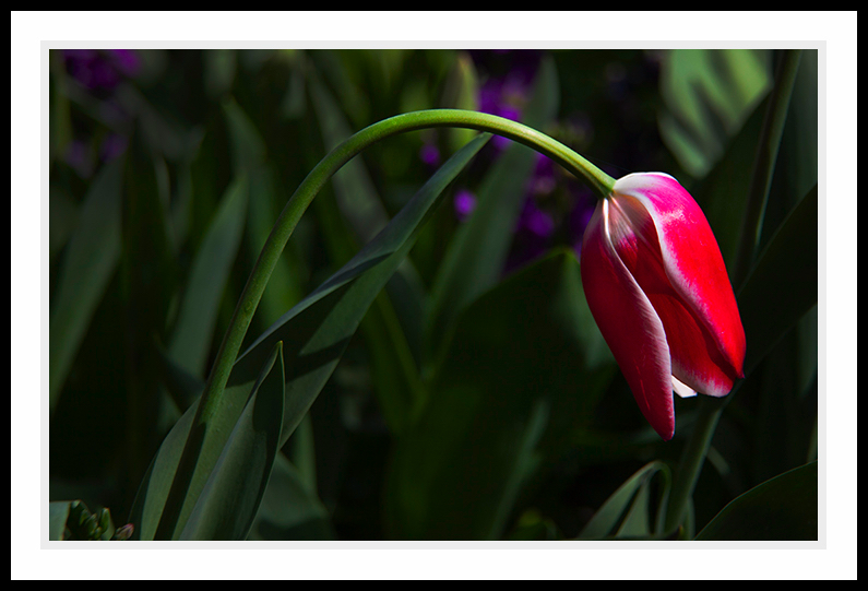 A tulip that is drooping in the garden.
